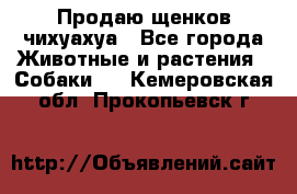 Продаю щенков чихуахуа - Все города Животные и растения » Собаки   . Кемеровская обл.,Прокопьевск г.